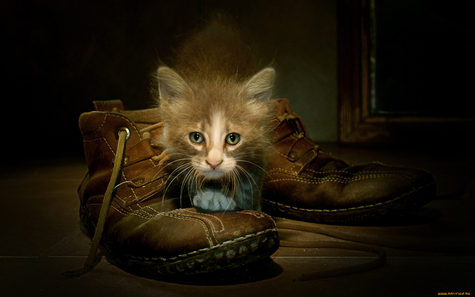Кот в туфле